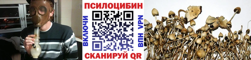 закладка  Мурино  Галлюциногенные грибы мицелий 