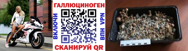 Псилоцибиновые грибы Psilocybe Мурино